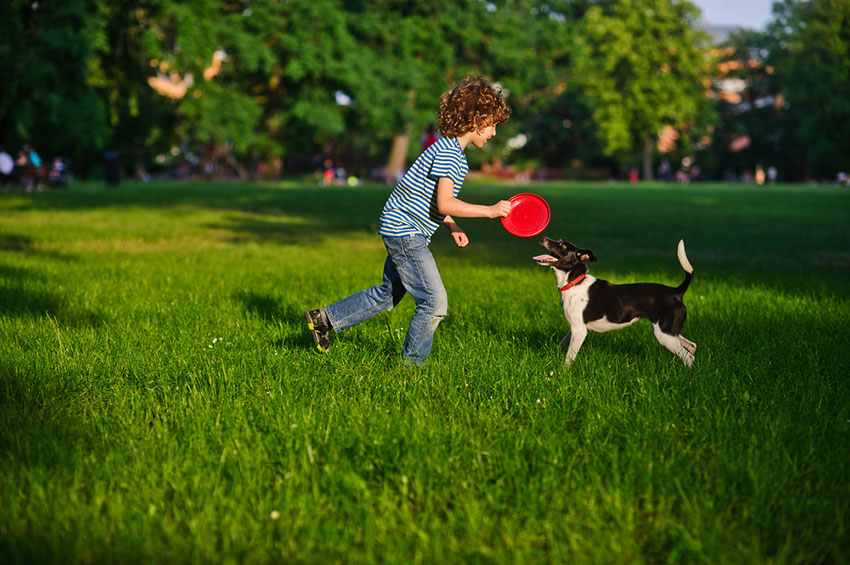 Dog playing with boy frisbee in the park