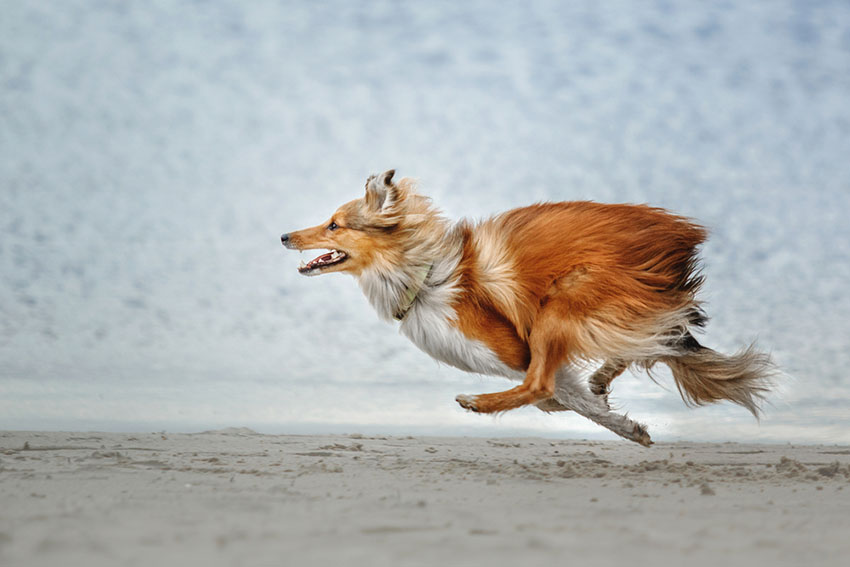 Dog running Shetland sheepdog