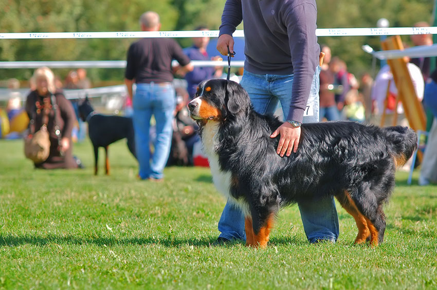 Dog show Bernese mountain dog