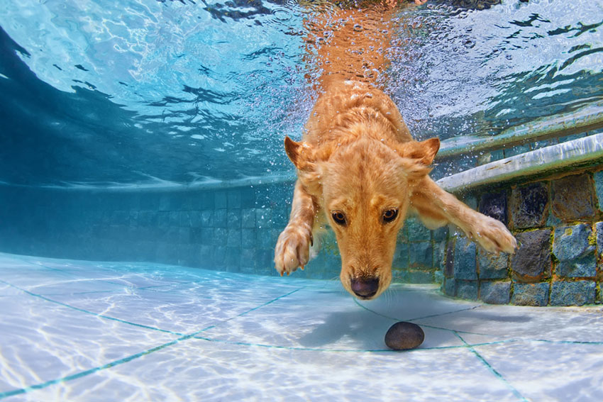 Dog swimming Golden retriever in pool
