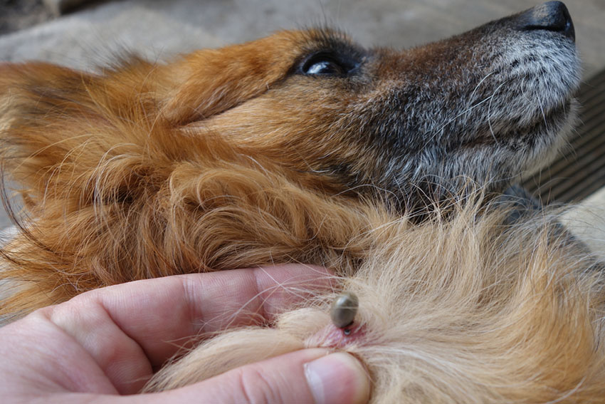 Dog ticks parasites
