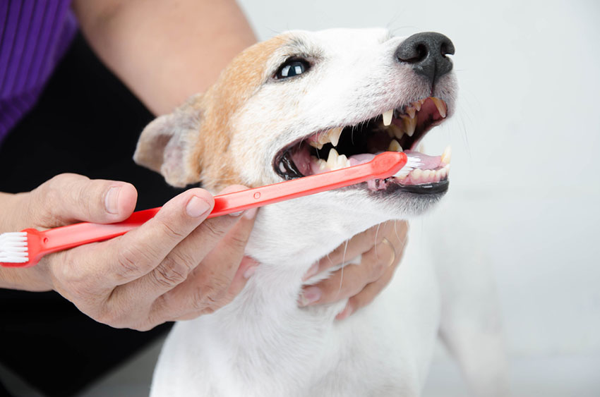 Dog toothbrush dogs teeth being cleaned with brush