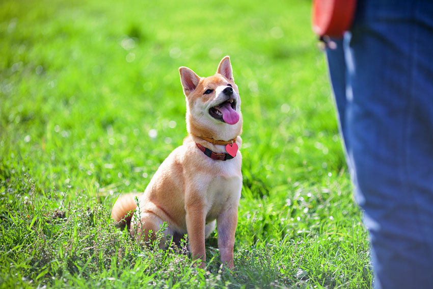 Dog training Shiba Inu sit command