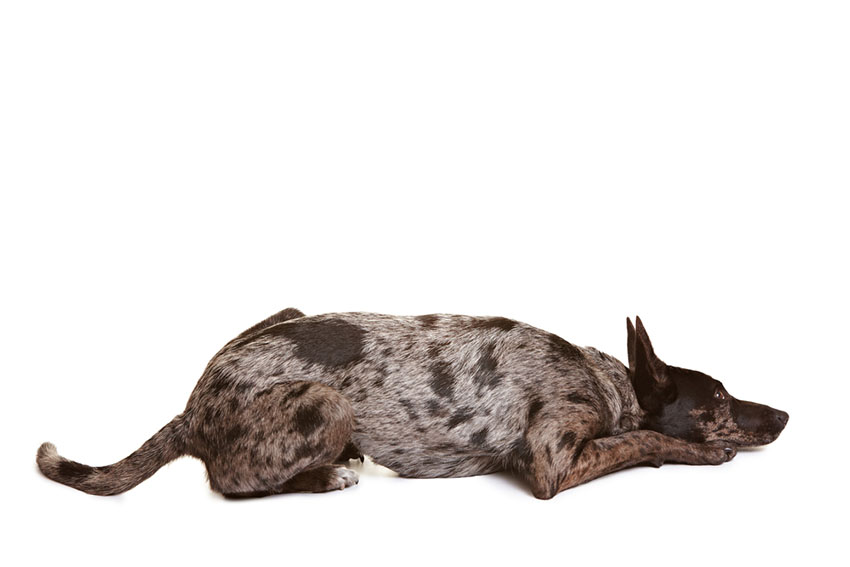 Dog training lie down
