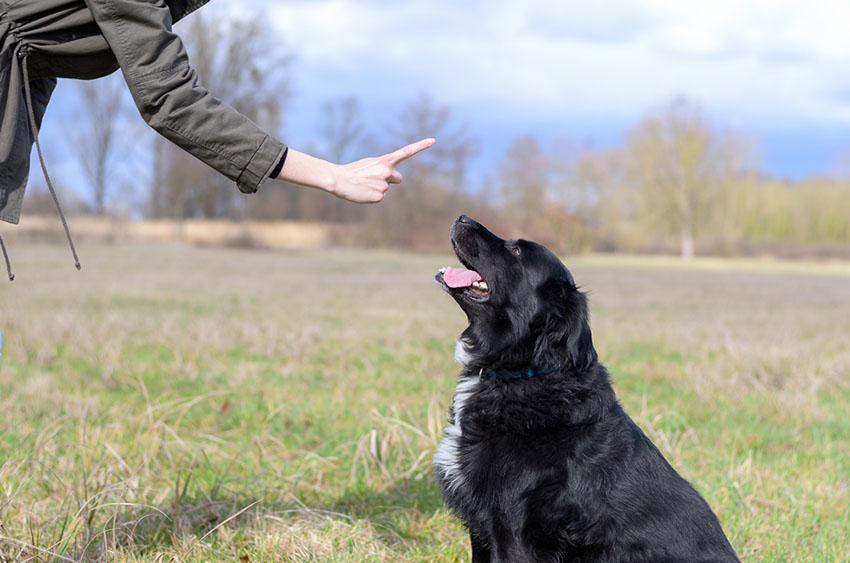 Dog training stay teaching mixed breed dog