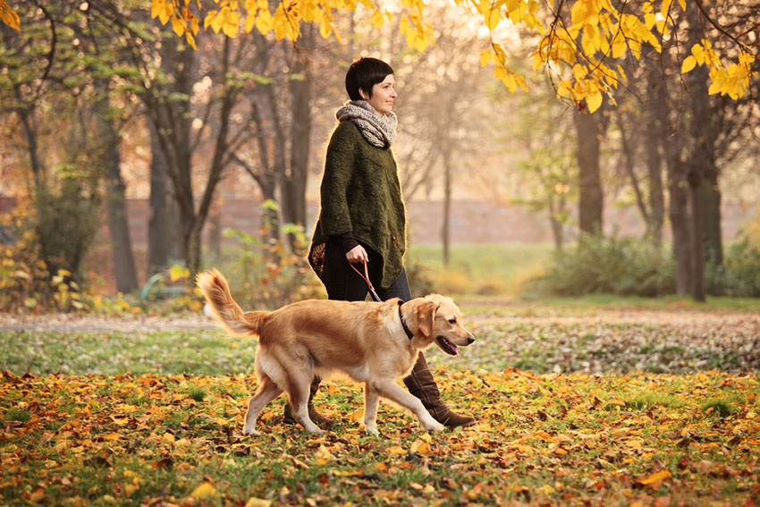 Dog walk golden labrador walking in woods