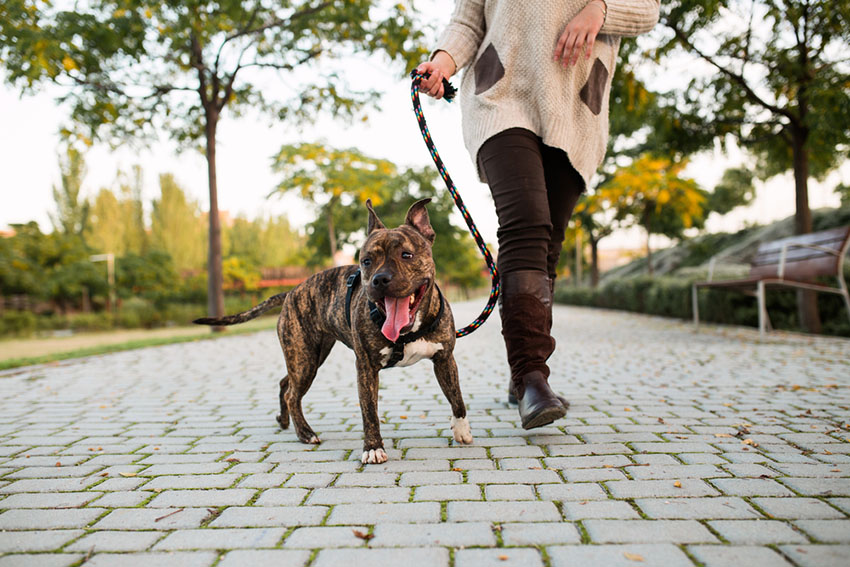 Dog walker with American bull terrier in park