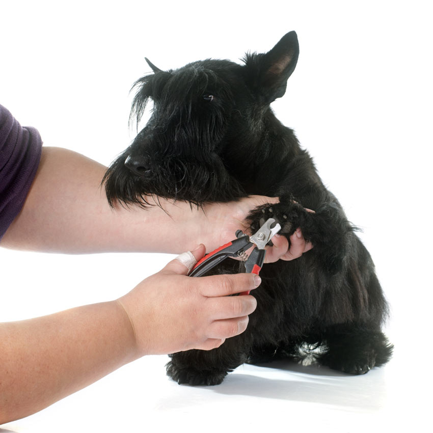 Scottish Terrier having nails clipped