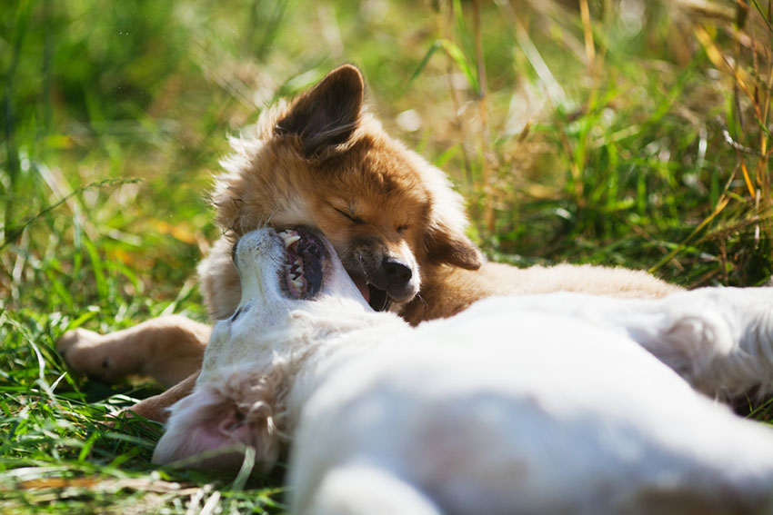 Dogs play fighting puppies play on lawn