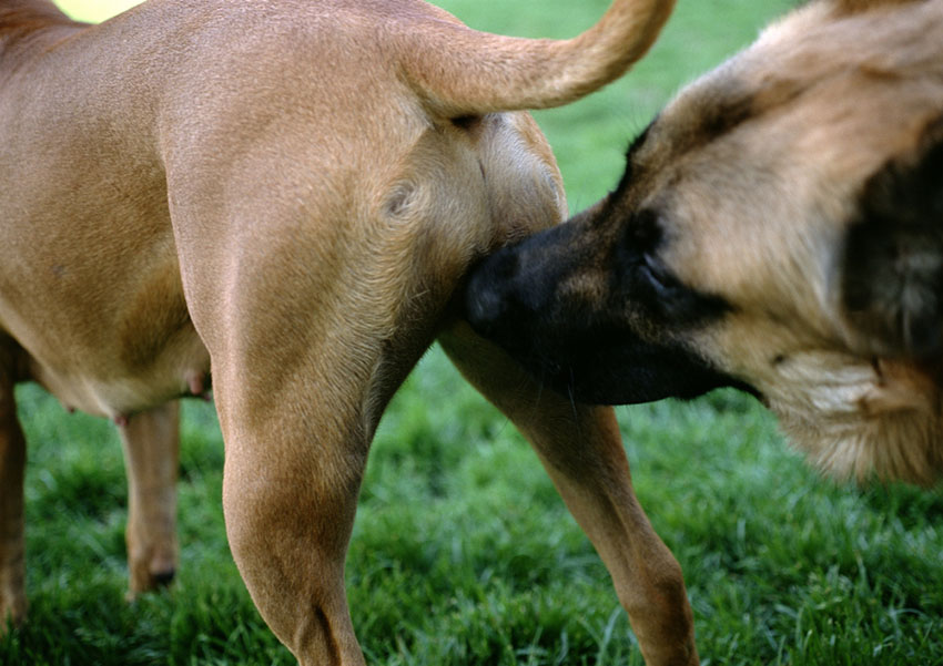 Dogs sniffing each other