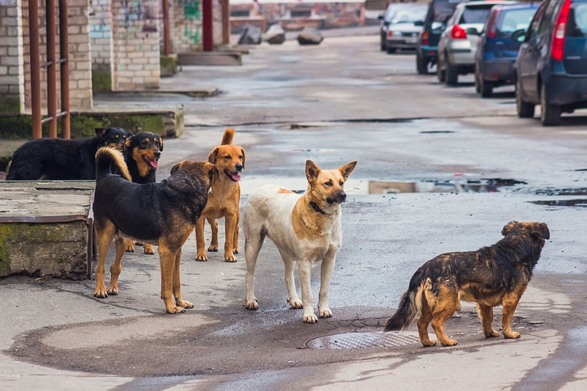 Dogs stray street dog