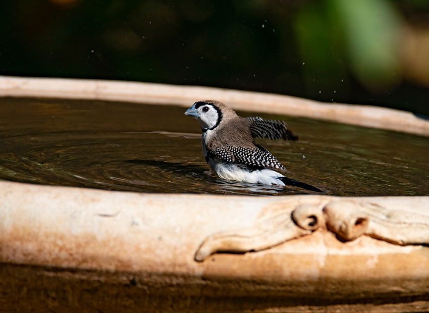 Double barred finch bathing