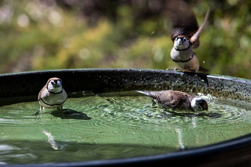 Owl finches bathing