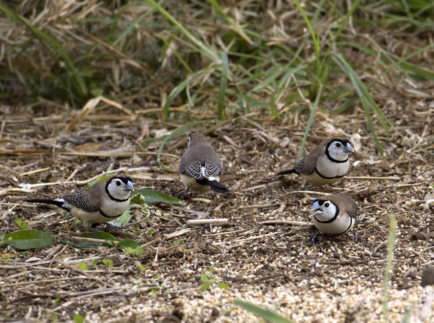 Owl finches in outside aviary