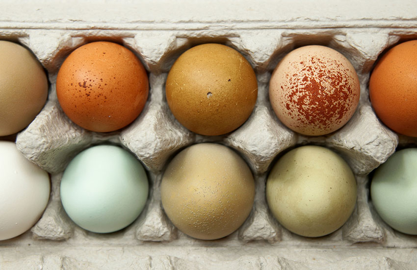 Easter eggers lay colourful eggs