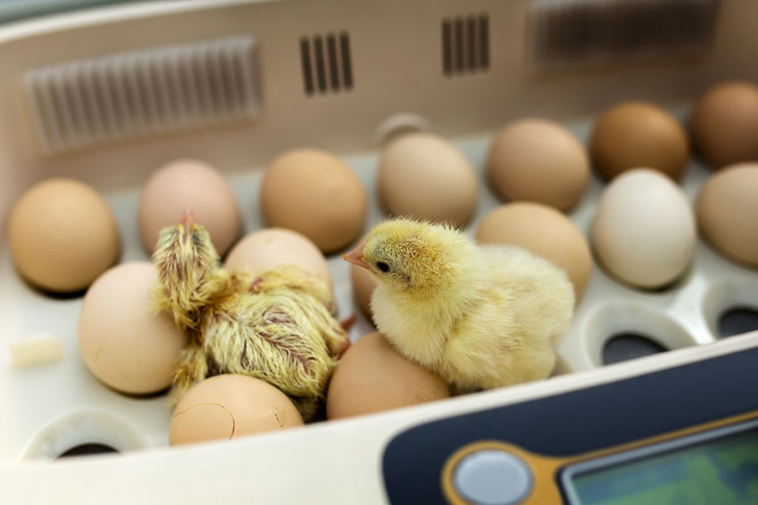 Egg incubator