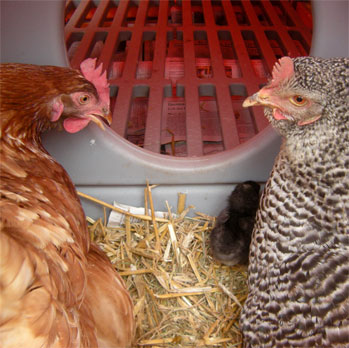 It's easy to replace your chickens' bedding and they'll really appreciate it