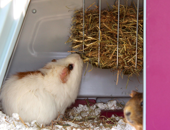A guinea pig eating from the hay rack in the Eglu Go house
