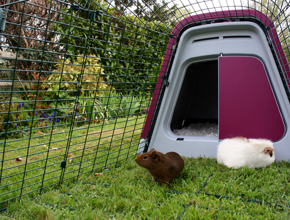 Guinea pigs in the spacious guinea pig enclosure