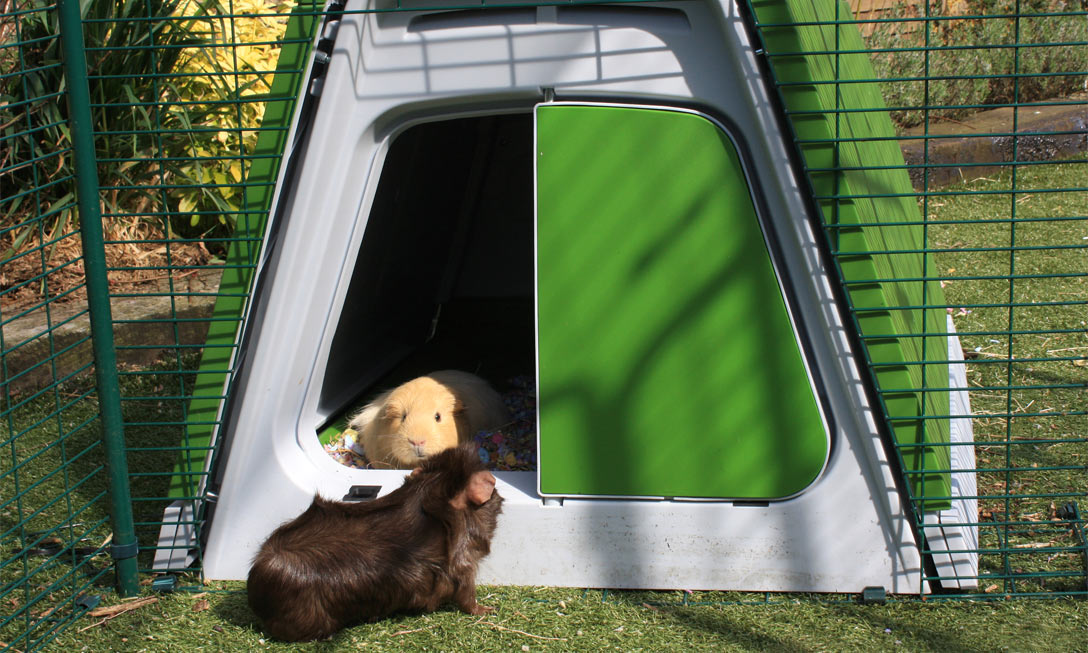 Eglu Go Guinea Pig Hutch Hutches Runs And Eglu Go Guinea Pig Hutch Hutches Runs And Tunnels Omlet