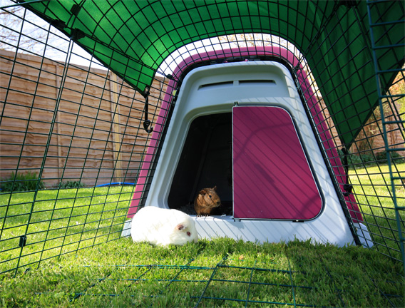 Guinea pigs playing in the Eglu Go Hutch enclosure