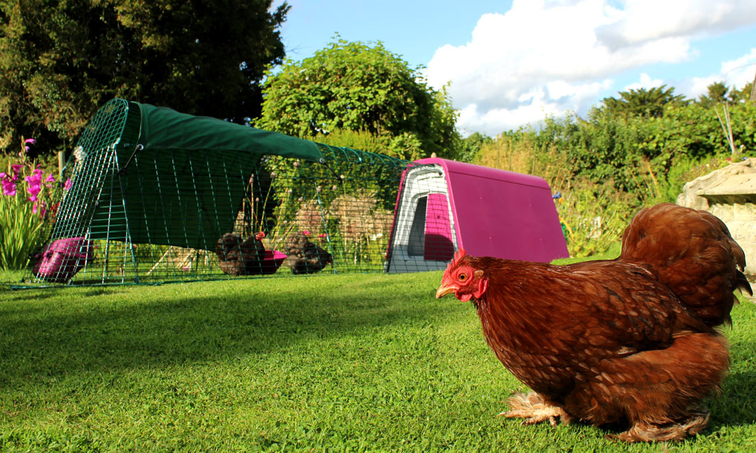 A purple Eglu Go Chicken Coop looks great in the garden and your chickens will absolutely love it