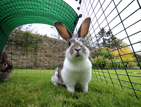 Rabbits sitting in the Eglu Go Hutch bunny run