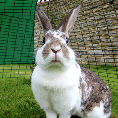 A happy pet bunny in the rabbit run