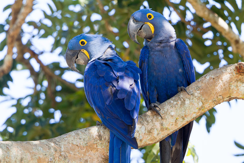 Hyacinth Macaws