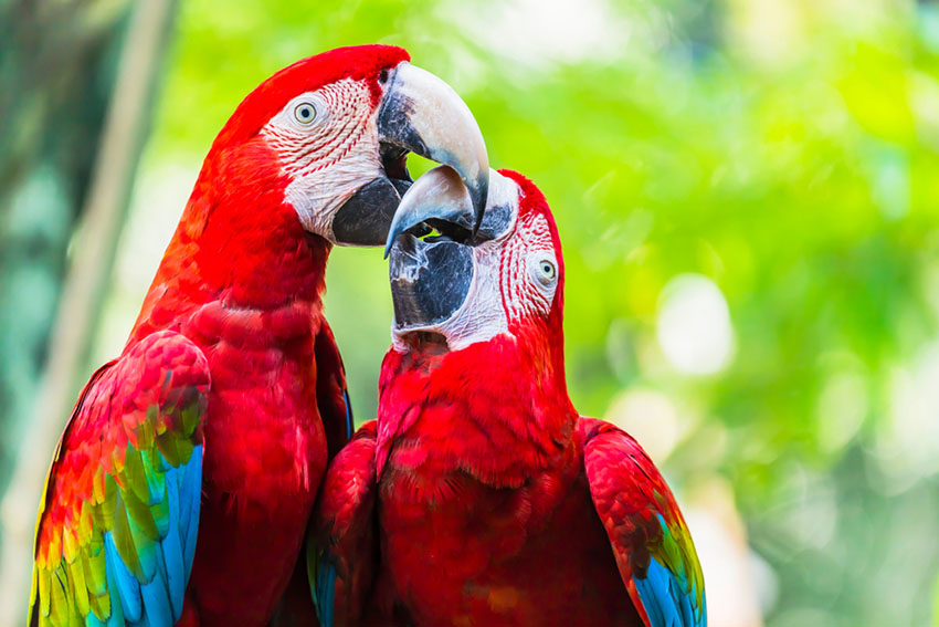  Scarlet macaws 