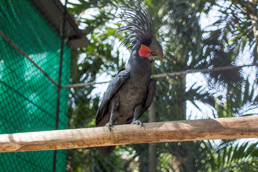  Palm cockatoo with erect crest