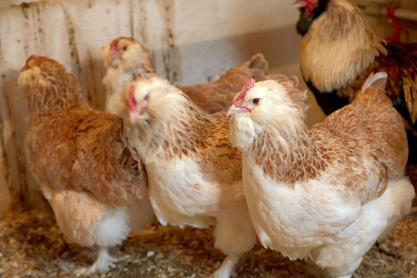 Egg FAQs | Chicken FAQs | Chickens | Guide | Omlet US