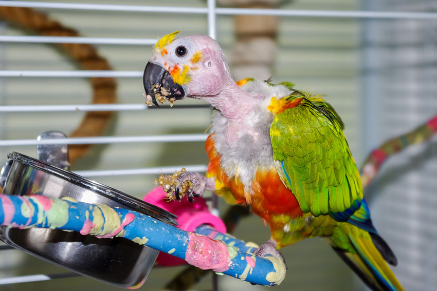 Jenday-headed Conure