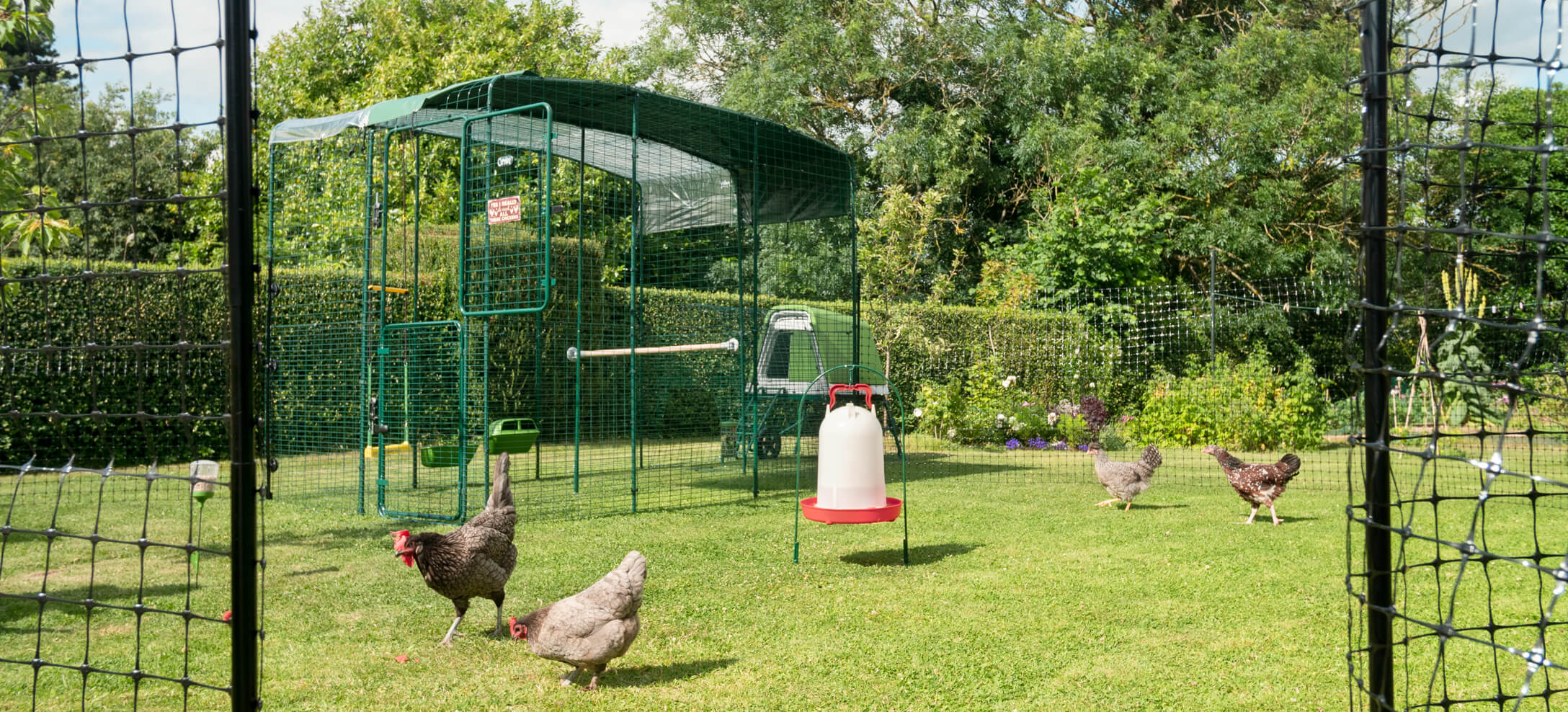 Omlet’s Chicken Fencing with the Walk In Chicken Run