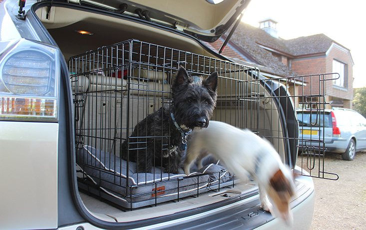 secure dog crate