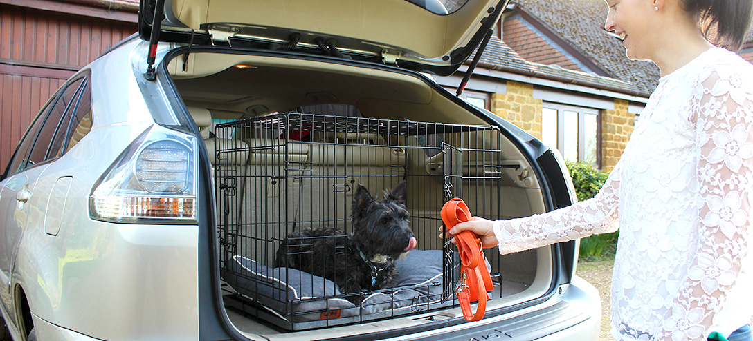 dog crate in car