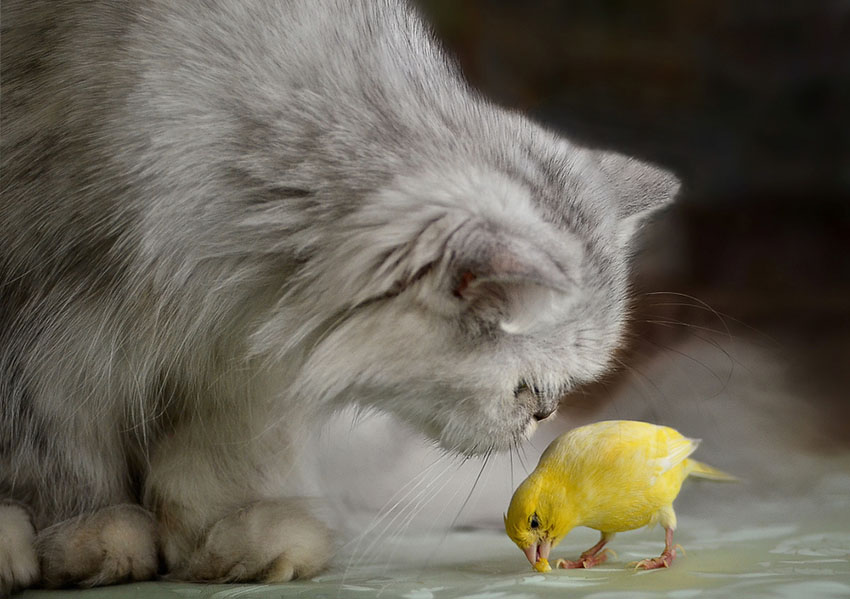 cats and pet birds