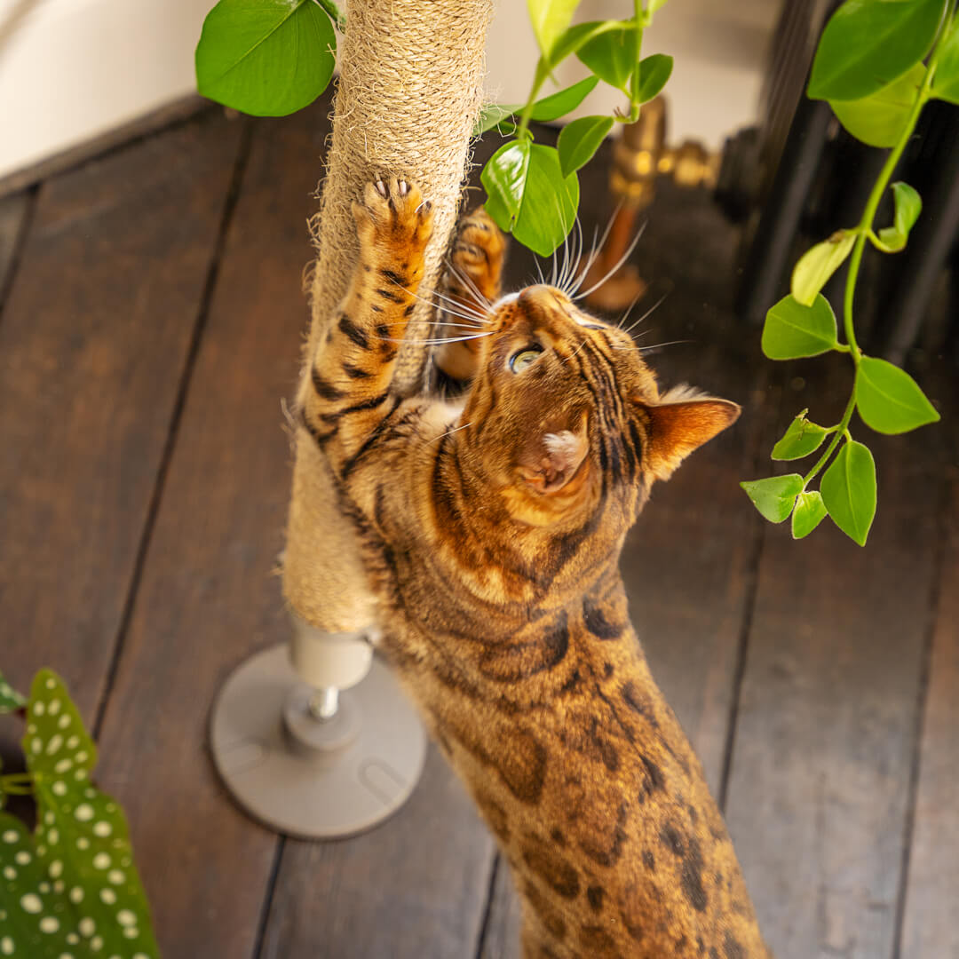 Satın Alın 50m Sisal Rope Cat Tree DIY Scratching Toy Desk Legs Binding