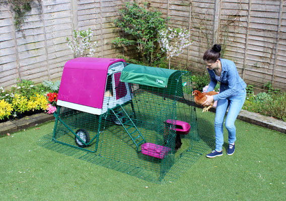 The Eglu Go UP with run in garden.