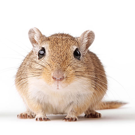 capture gerbil