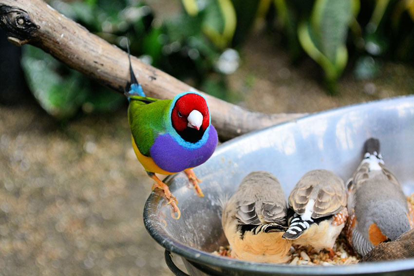 Gouldian and Zebra finches feeding together