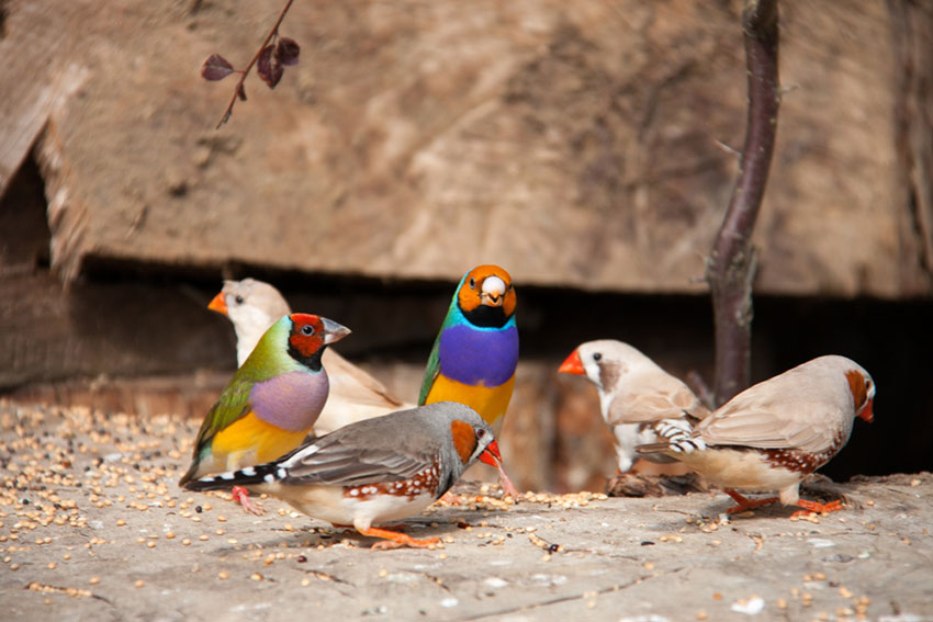 Java sparrow pair