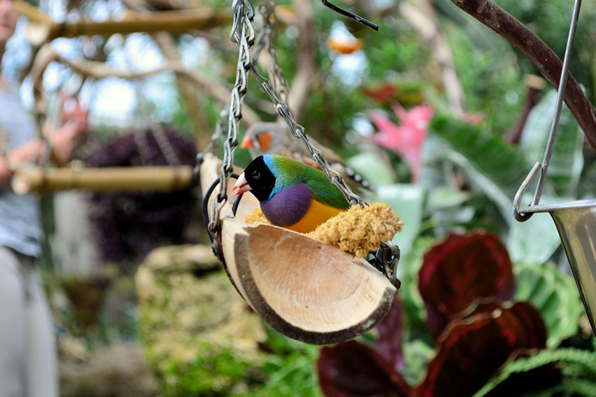 Gouldian finch and Zebra finch