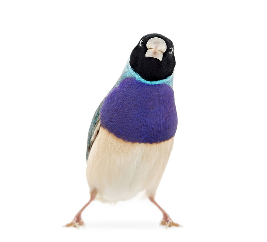 Gouldian Finch blue type