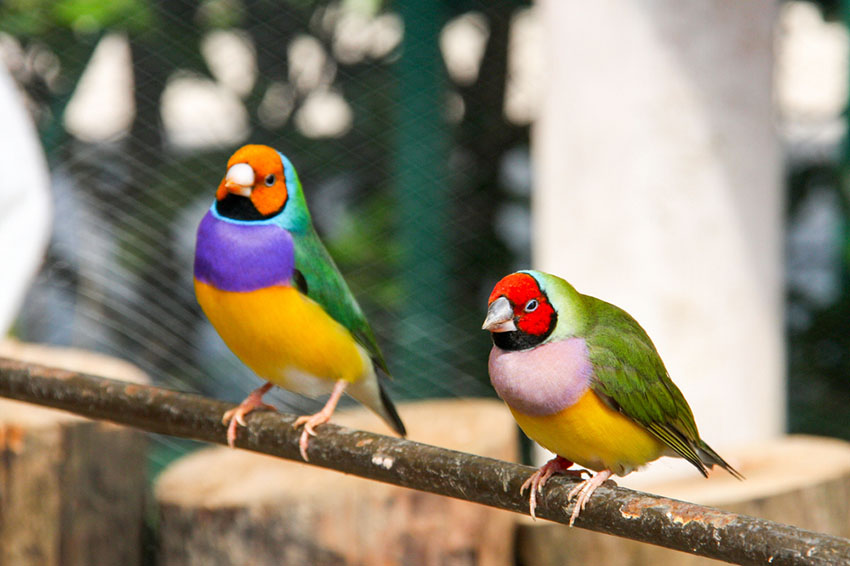 Gouldian Finch