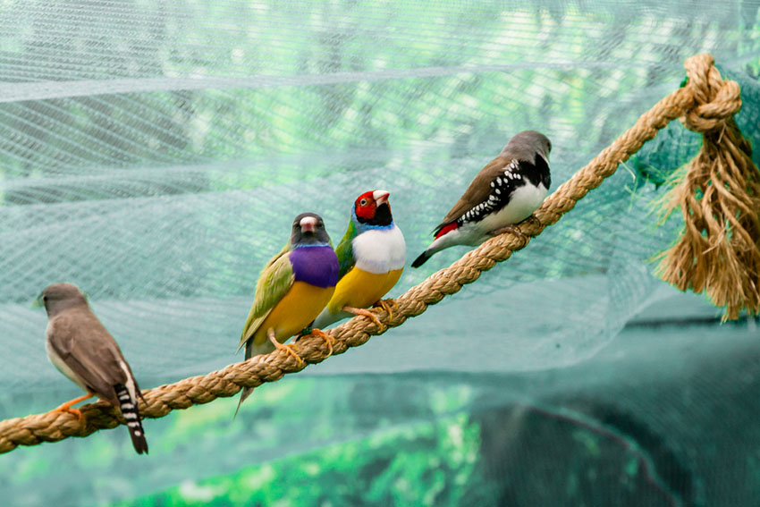 Tips for Creating an Ideal Habitat for Gouldian Finches in Your Home  