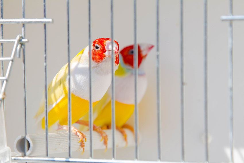 Gouldian finches in a cage