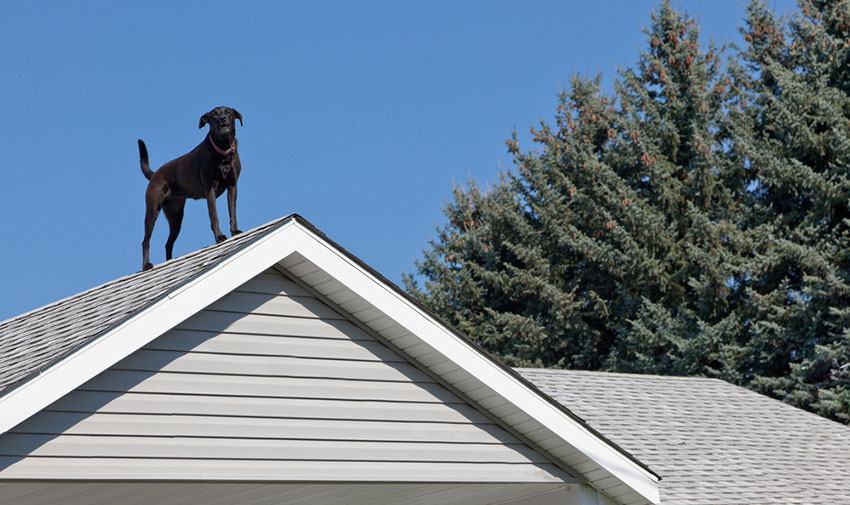 Guard dog black labrador on rooftop guarding house