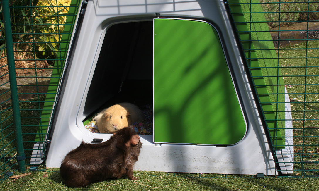 Igloo guinea pig clearance hutch