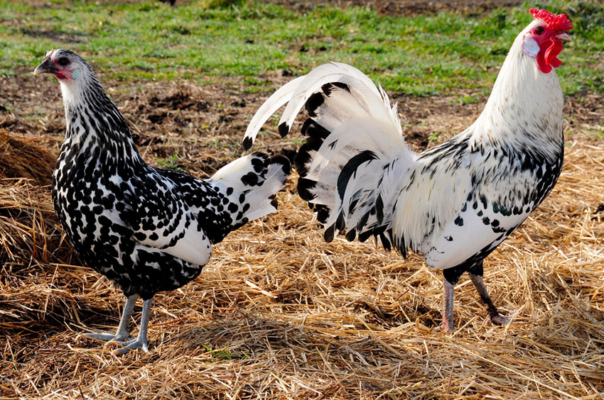 Hamburg rooster and hen